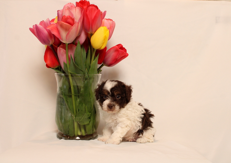 puppy, for, sale, Toy Poodle, Matthew B. Stoltzfus, dog, breeder, Gap, PA, dog-breeder, puppy-for-sale, forsale, nearby, find, puppyfind, locator, puppylocator, aca